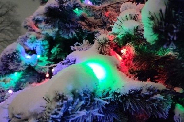 16-метровая новогодняя елка появилась в сквере Филармонии в Казани
16-метровая новогодняя елка появилась в сквере Филармонии в Казани