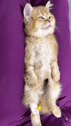 
        Второй шанс. Котенка из Набережных Челнов вылечили от редкой болезни    