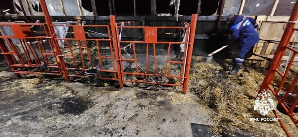 В одном из сел Татарстана во время пожара на ферме погибли 25 телят В одном из сел Татарстана во время пожара на ферме погибли 25 телят