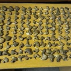 Житель Татарстана пытался незаконно провезти когти и клыки пантеры из ОАЭ