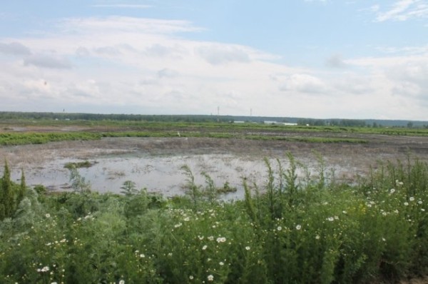 
        4 года понадобится для полного разложения жижи иловых полей Казани    