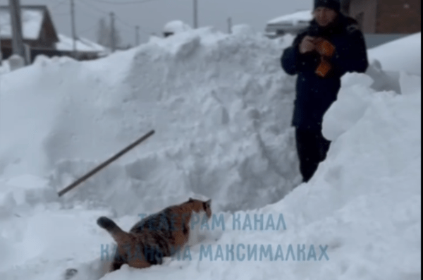 
        Видео кошки, разгребающей с хозяином снег в Казани, завирусилось в соцсетях    