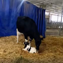 Выращивание телят - просто или сложно?