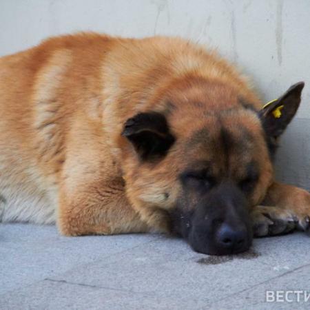 В Нижнекамске неизвестные расстреляли двух домашних собак