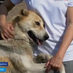 Жестокий акт: живодеру, задушившему четверых щенят, назначено год исправительных работ