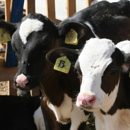 В Кайбицком районе Татарстана ввели карантин по бруцеллезу