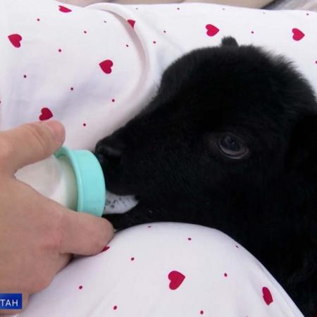 В Нижнекамске в одной из квартир живут ягненок, курица и попугай