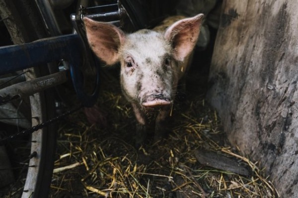 Едким запахом со свинофермы накрыло поселок в Нижнекамском районе
Едким запахом со свинофермы накрыло поселок в Нижнекамском районе