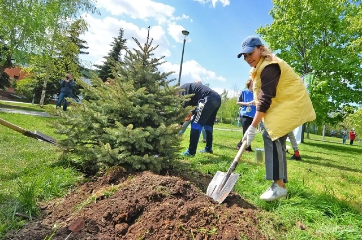 В Татарстане высадят 50 000 саженцев в рамках акции «Сад памяти»
В Татарстане высадят 50 000 саженцев в рамках акции «Сад памяти»