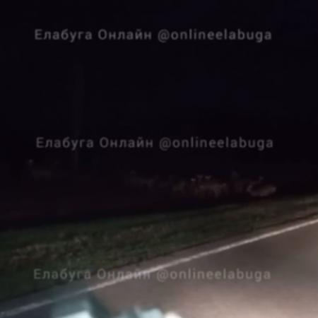 Под Елабугой на автодороге засняли стадо оленей (ВИДЕО)