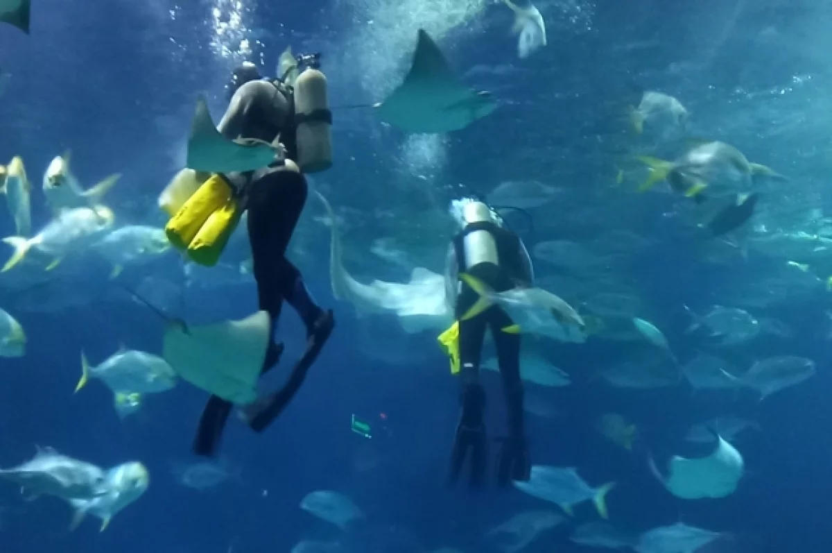 Как водолазы поддерживают спортивную форму, рассказали в ГУ МЧС по РТ
Как водолазы поддерживают спортивную форму, рассказали в ГУ МЧС по РТ