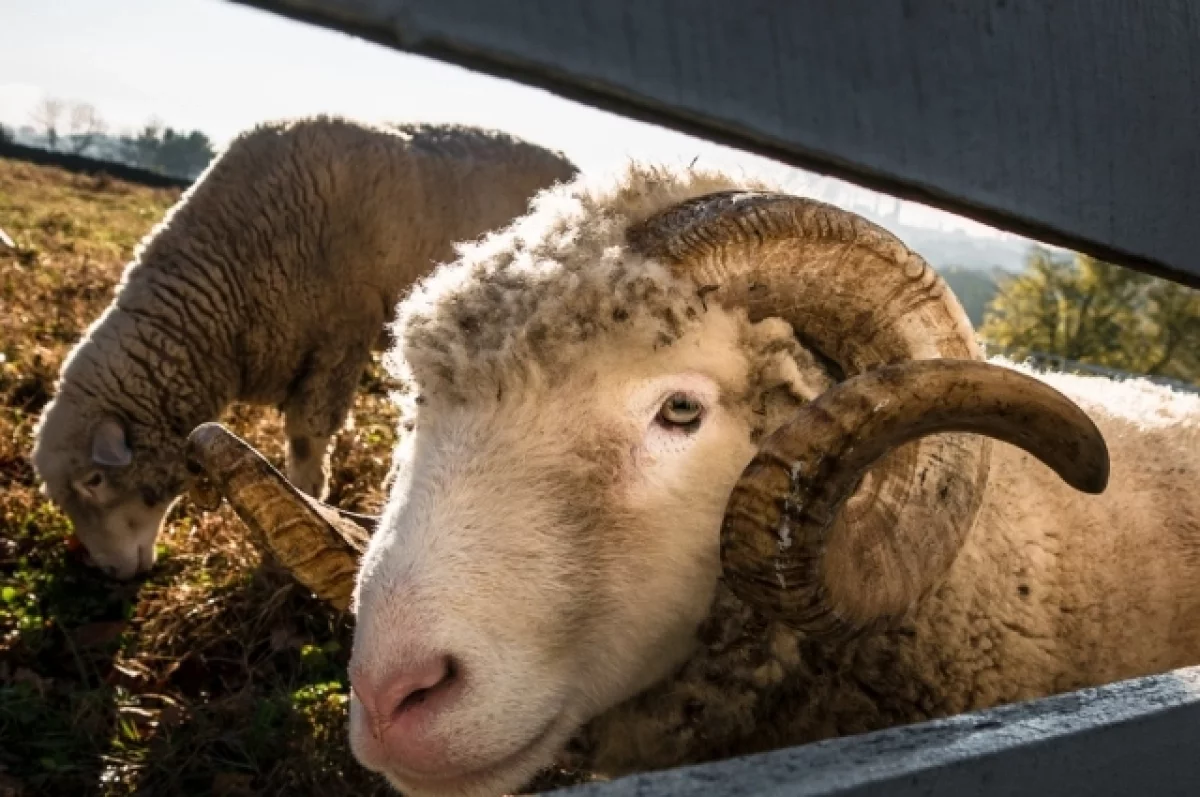 
        Стало известно, как в этом году в Татарстане проведут Курбан-байрам    