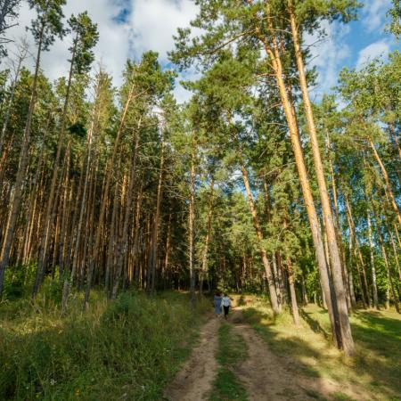 В Татарстане ввели временное ограничение на посещение лесов