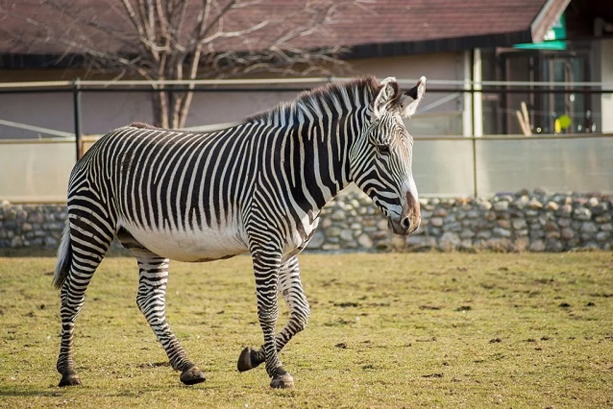 
        Конфетка, Заза, Полосочка - казанцы предлагают имя зебренку    