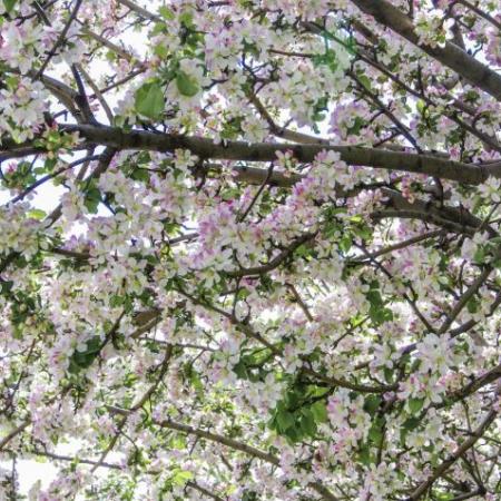 Агроном назвал удачное время для посадки яблонь, груш, слив