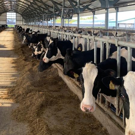 Тепловой стресс у коров &ndash; как влияет на фертильность?