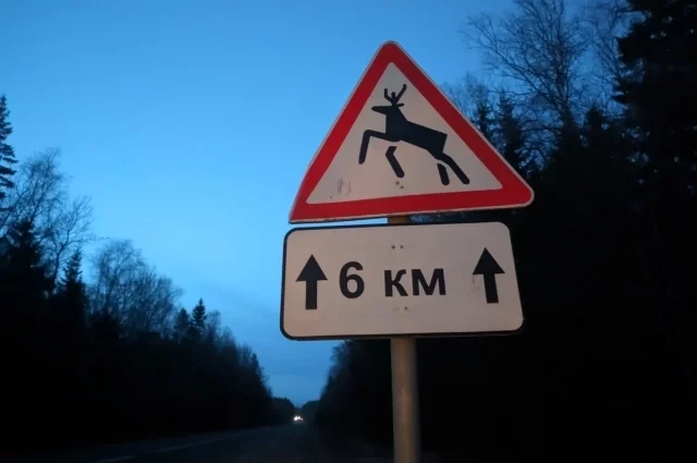 
        Бросают ли птенцов-лебедят их отцы, рассказали орнитологи РТ    