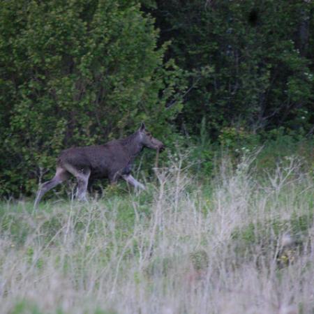 В Татарстане участились случаи появления диких животных в городах