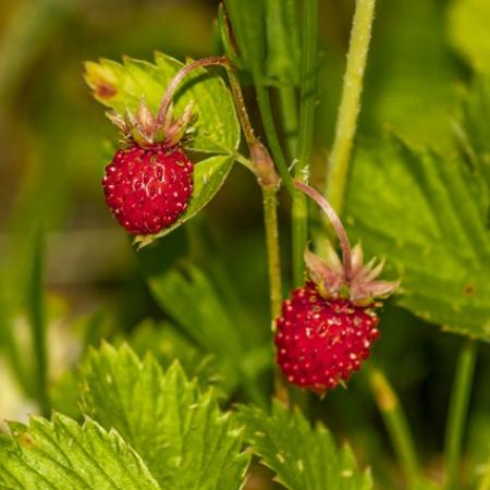 Татарстанцам назвали &laquo;ягодные места&raquo; республики