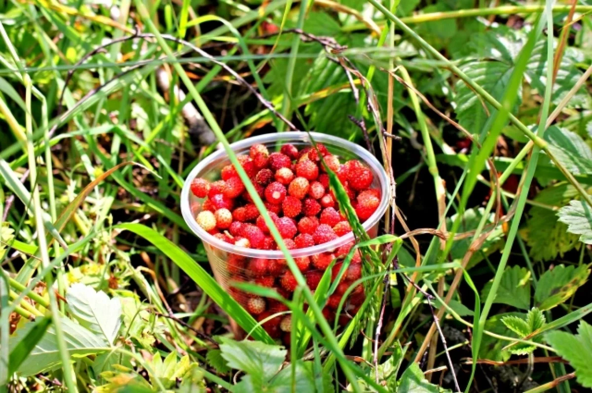 
        Места с множеством ягодных полян назвали в Татарстане - СМИ    