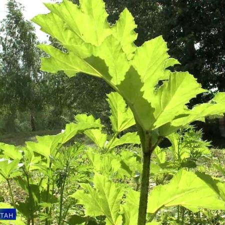 В Татарстане борщевик за прошедший год разросся почти на 250 га