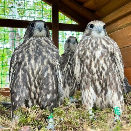 Спустя 50 лет в Татарстан вернулись краснокнижные соколы балобаны