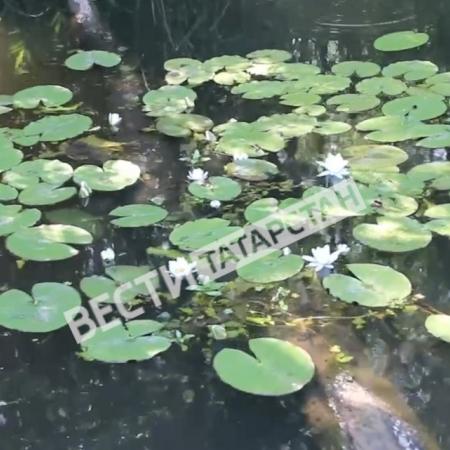 В Спасском районе расцвели краснокнижные белоснежные кувшинки