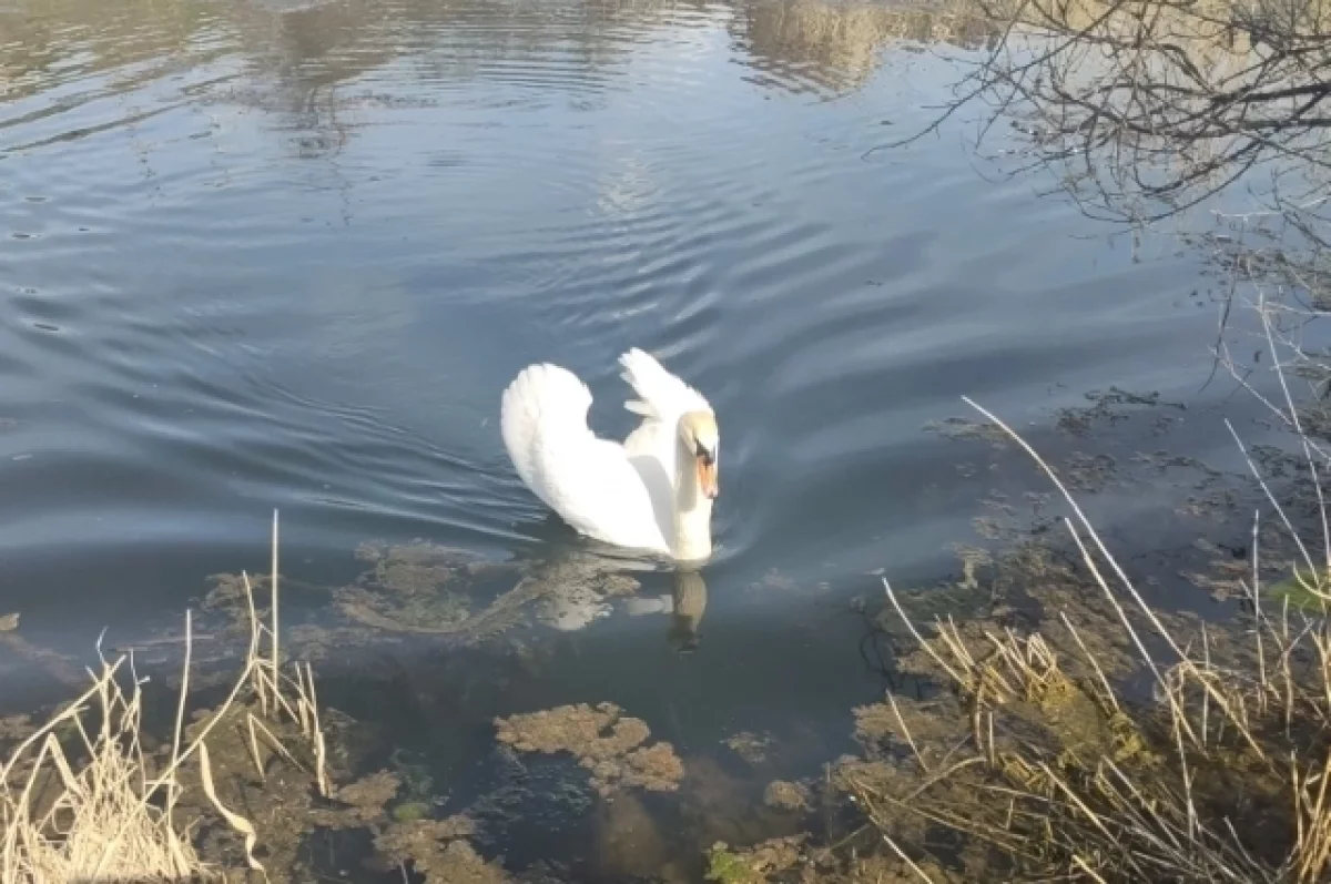 
        Бросают ли птенцов-лебедят их отцы, рассказали орнитологи РТ    