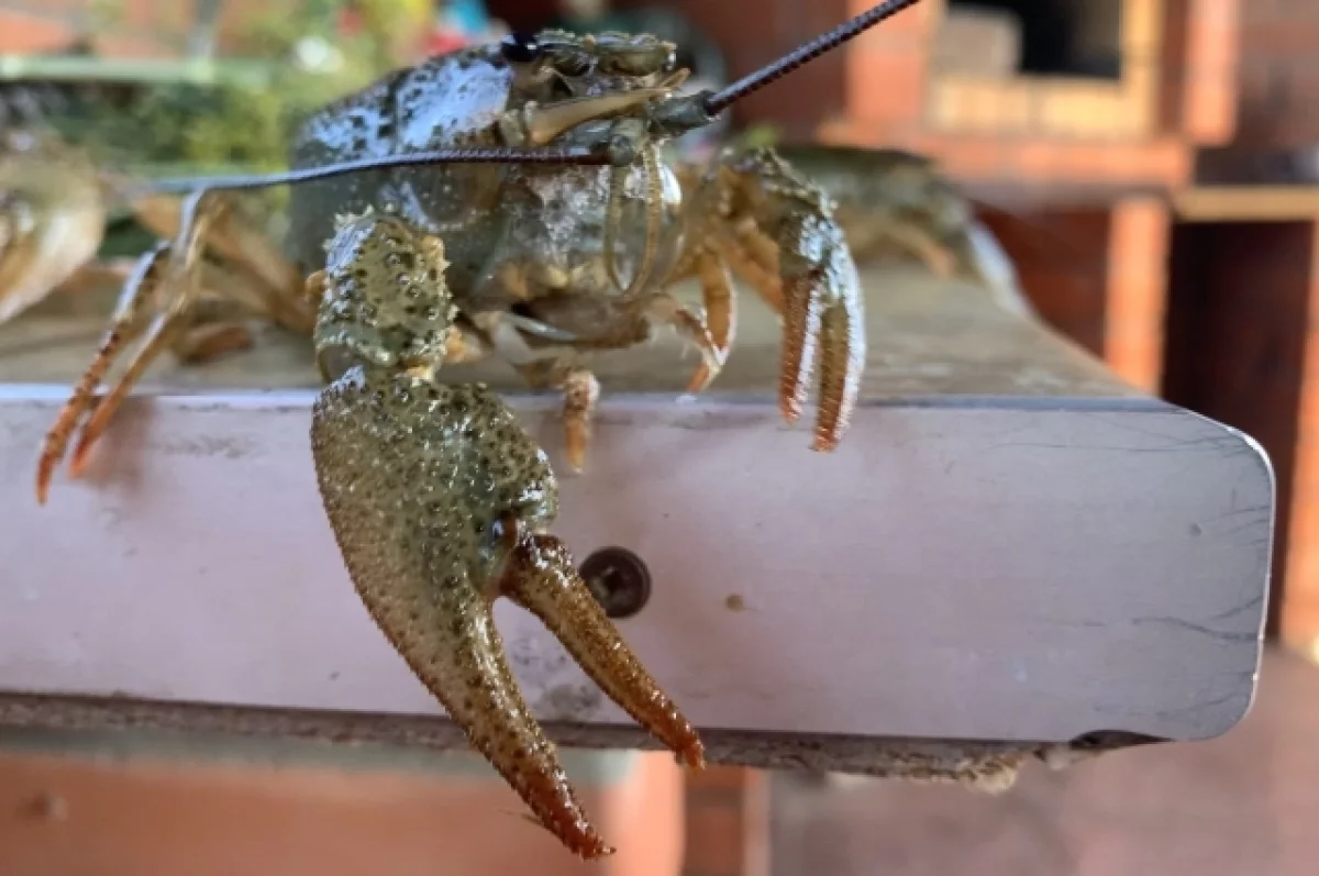 
        У жителя Татарстана изъяли 15 тысяч живых раков    