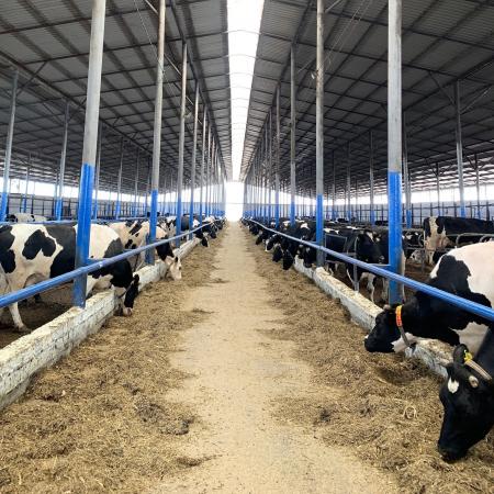 С помощью корма можно регулировать здоровье стада С помощью корма можно регулировать здоровье стада