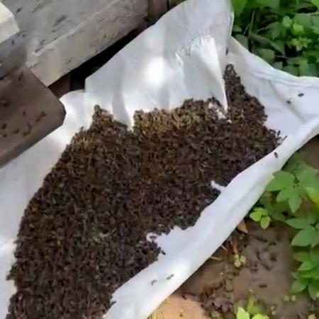 В Мензелинском районе погибло 300 пчелосемей В Мензелинском районе погибло 300 пчелосемей
