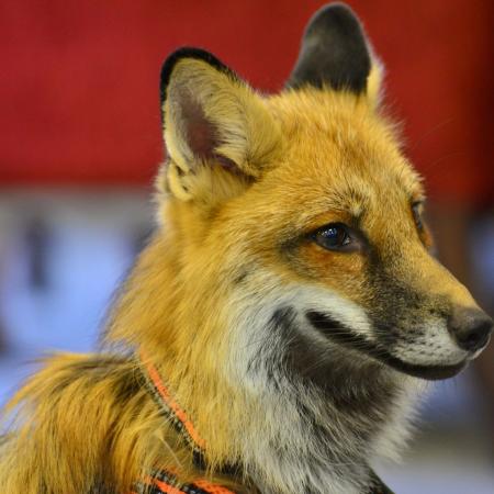 Житель Татарстана после смертельной автоаварии разыскивает свою домашнюю лису