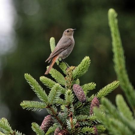 Специалисты рассказали татарстанцам, что делать при &laquo;птицепаде&raquo;