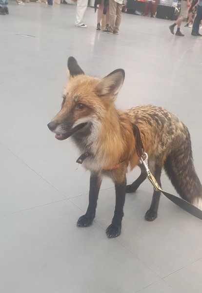 Житель Татарстана после смертельной автоаварии разыскивает свою домашнюю лису