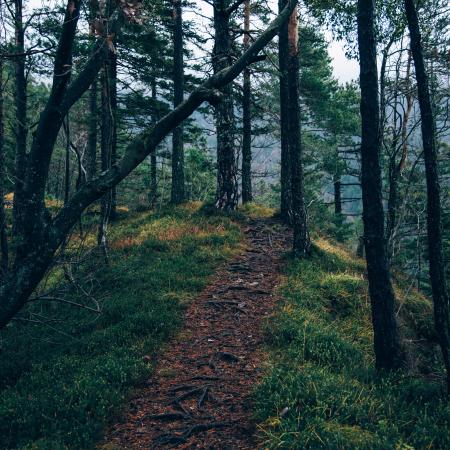 В Башкирии в лесу найдена убитой пропавшая женщина