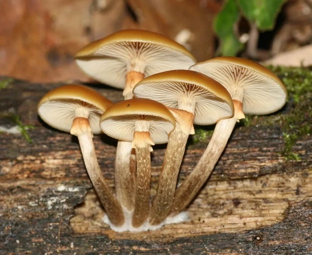 
        Наелись досмерти. Почему в Поволжье массово травятся грибами-мутантами    