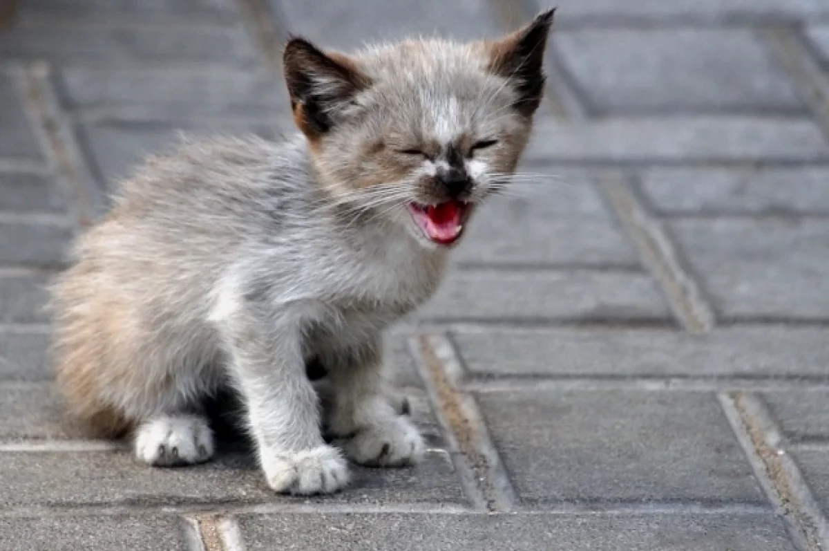 
        Хозяйка, за что?! 40 кошек и собак нашли замученными в питомнике Татарстана    