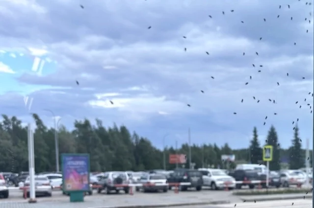 Байки из склепа. В Татарстане дети погибают за рулем мопедов
Байки из склепа. В Татарстане дети погибают за рулем мопедов