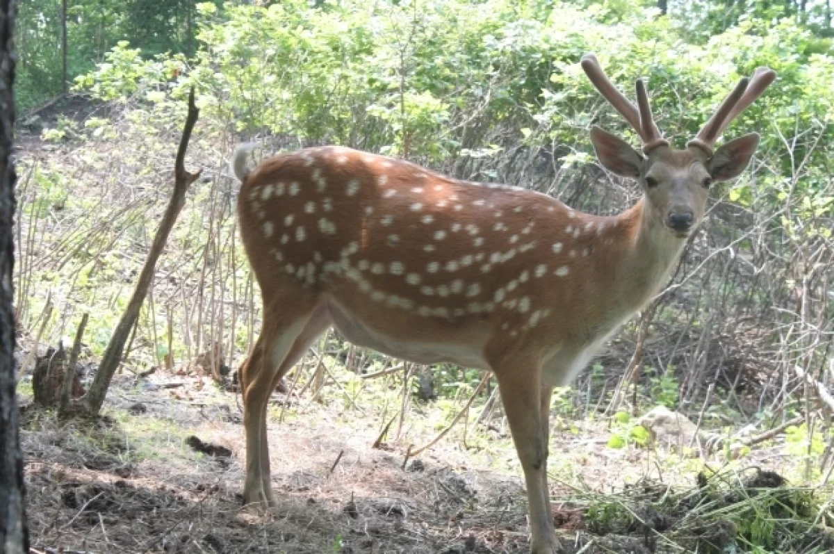 
        В казанском зоопарке появился свой &laquo;Бэмби&raquo;    