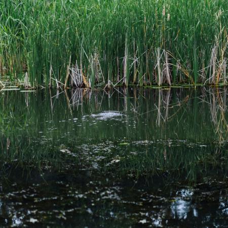 Тело 11-летней девочки нашли в пруду