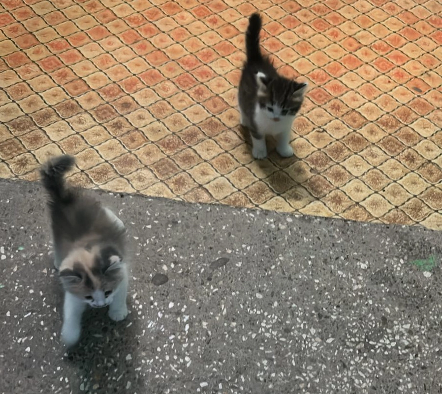 
        Хозяйка, за что?! 40 кошек и собак нашли замученными в питомнике Татарстана    