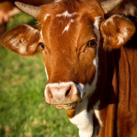 Зачем хозяйству нужен правильный отбор проб молока?