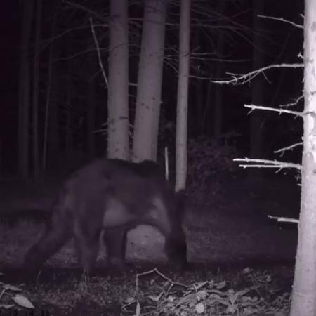 Жителей Менделеевского района призвали не ходить в лес из-за медведя