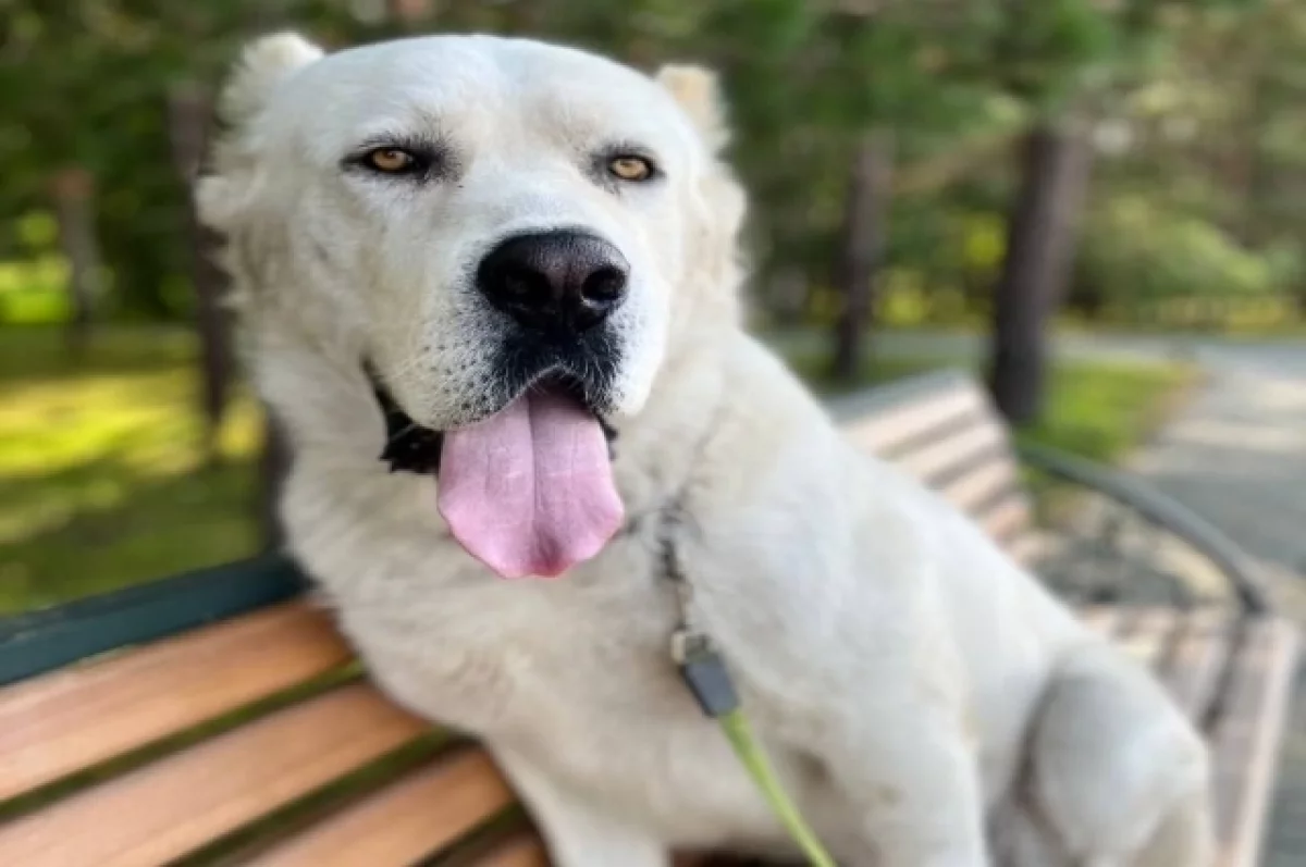 
        Ест как слон: Минниханов выложил новое фото своего алабая Акдуса    