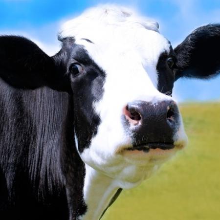 Как организовать питание быков