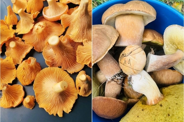 
        Наелись досмерти. Почему в Поволжье массово травятся грибами-мутантами    