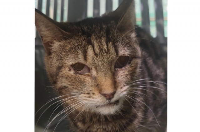 
        Хозяйка, за что?! 40 кошек и собак нашли замученными в питомнике Татарстана    