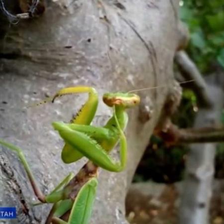 В Татарстане из-за аномальной жары появилась саранча
