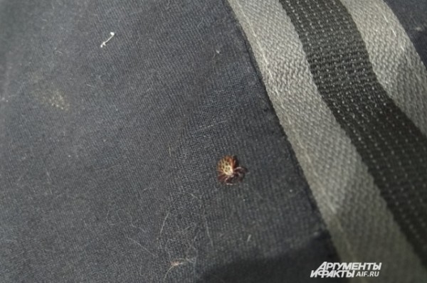 
        Клещи взбесились. Из-за погодной аномалии Поволжье атаковали паразиты    