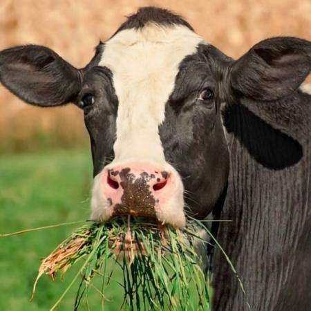 Какие способы применяют для оценки кормов? Какие способы применяют для оценки кормов?